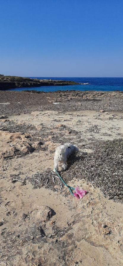 Che Vista!! Ostuni ,Sulle Bianche Mura Con Vista Mozzafiato Eksteriør bilde